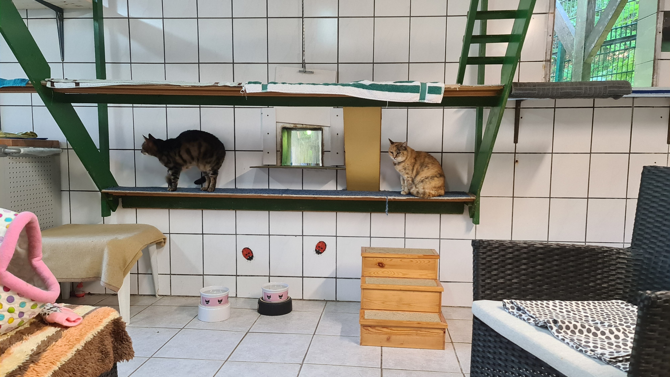 Was ist aktuell im Tierheim Marl passiert?